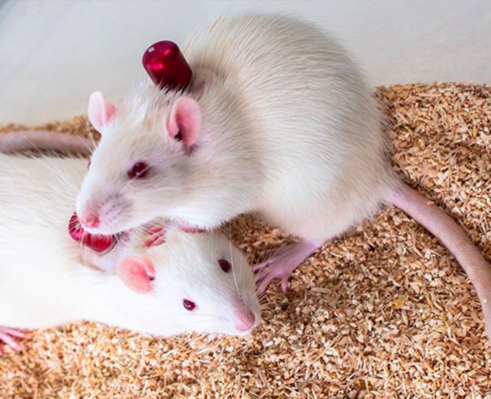 Cathetered rats with instech_buttons.jpg